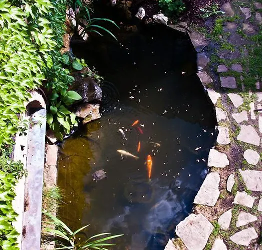 Vip Miku 1 מיקולוב